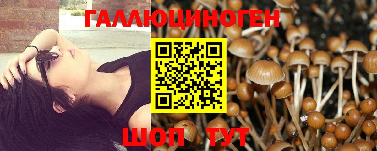 Галлюциногенные грибы Psilocybe  что такое   Коряжма  Вход с VPN 